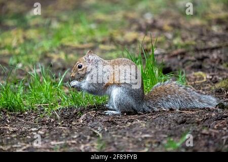 Issaquah, Washington, USA. Western Grey Squirrel eating a peanut.  Also known as a Banner-tail, California Grey Squirrel, Oregon Gray Squirrel and Sil Stock Photo