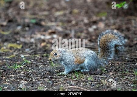 Issaquah, Washington, USA. Western Grey Squirrel on dirt.  Also known as a Banner-tail, California Grey Squirrel, Oregon Gray Squirrel and Silver-gray Stock Photo