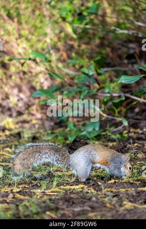 Issaquah, Washington, USA. Western Grey Squirrel burying a nut.  Also known as a Banner-tail, California Grey Squirrel, Oregon Gray Squirrel and Silve Stock Photo