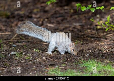 Issaquah, Washington, USA. Western Grey Squirrel burying a nut.  Also known as a Banner-tail, California Grey Squirrel, Oregon Gray Squirrel and Silve Stock Photo