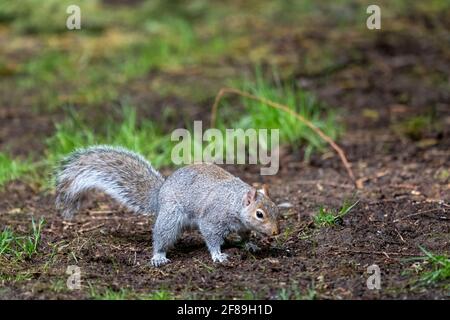 Issaquah, Washington, USA. Western Grey Squirrel burying a nut.  Also known as a Banner-tail, California Grey Squirrel, Oregon Gray Squirrel and Silve Stock Photo