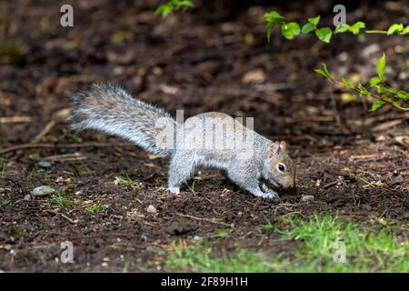 Issaquah, Washington, USA. Western Grey Squirrel burying a nut.  Also known as a Banner-tail, California Grey Squirrel, Oregon Gray Squirrel and Silve Stock Photo