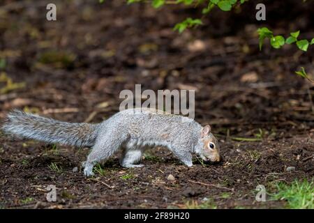 Issaquah, Washington, USA. Western Grey Squirrel burying a nut.  Also known as a Banner-tail, California Grey Squirrel, Oregon Gray Squirrel and Silve Stock Photo