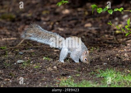 Issaquah, Washington, USA. Western Grey Squirrel burying a nut.  Also known as a Banner-tail, California Grey Squirrel, Oregon Gray Squirrel and Silve Stock Photo