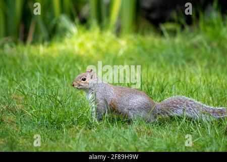 Issaquah, Washington, USA. Western Grey Squirrel walking in grass, checking his surroundings.  Also known as a Banner-tail, California Grey Squirrel, Stock Photo