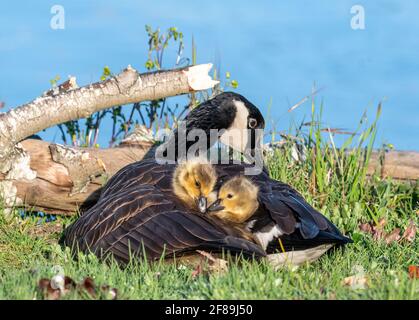 Canada Goose with her Two Goslings Underwing Stock Photo