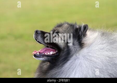 Keeshond close up Stock Photo