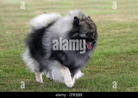 Keeshond Stock Photo