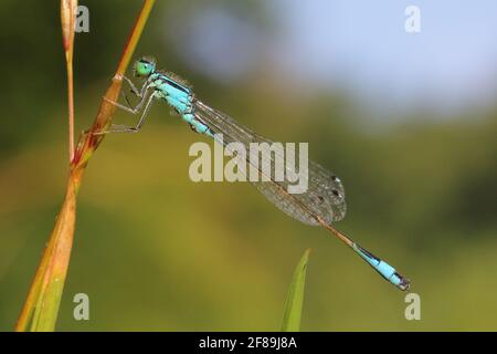 Blue-tailed damselfly or common bluetail (Ischnura elegans) in natural habitat Stock Photo
