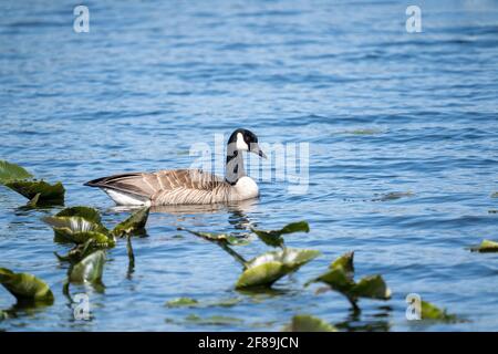 Issaquah, Washington, USA.  Canada Goose swimming in Lake Sammamish State Park. Stock Photo