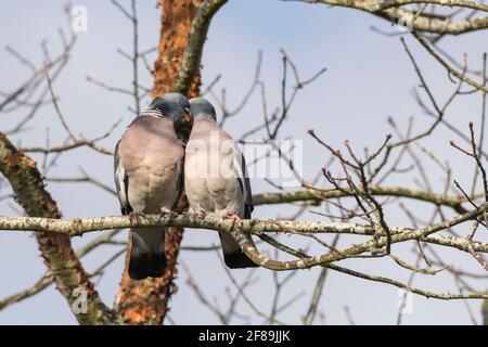 A Couple of Woodpigeons (Columba Palumbus) Perched on a Tree Branch Courting Stock Photo