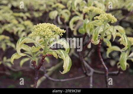 Cornus controversa Variegata Wedding cake tree – flowerbud clusters with variegated leaves,  April, England, UK Stock Photo