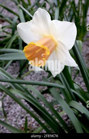 Yellow and pink Trumpet daffodils (Narcissus) Lorikeet bloom in a ...