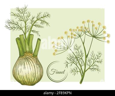 Fresh fennel bulb and stem. Spice herb root.  Flowering botanical plant. Stalk with seeds and leaves. Foeniculum vulgare. Herbal condiment. Vector Stock Vector
