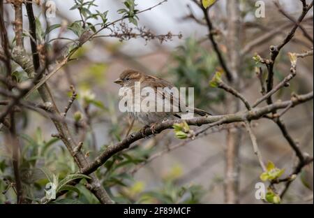 Female House sparrow, Passer domesticus, perched in apple tree. Stock Photo