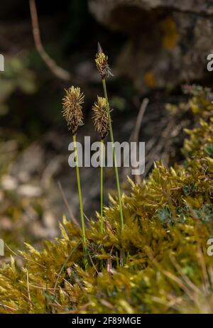 Soft-leaved sedge, Carex montana, in flower in calcareous grassland, Ubley Warren, Somerset. Stock Photo