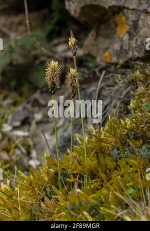 Soft-leaved sedge, Carex montana, in flower in calcareous grassland, Ubley Warren, Somerset. Stock Photo