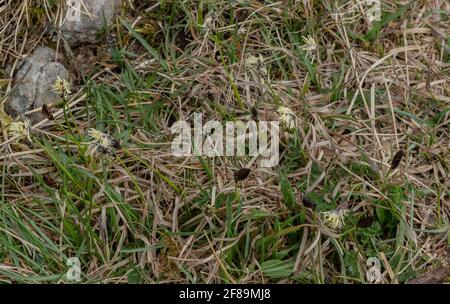 Soft-leaved sedge, Carex montana, in flower in calcareous grassland, Ubley Warren, Somerset. Stock Photo