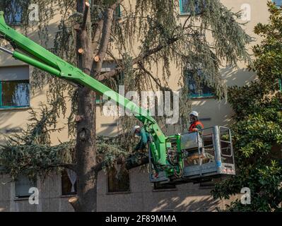 Milan Italy March 29 2021: Gardener safely on a treadmill while pruning trees in the city Stock Photo