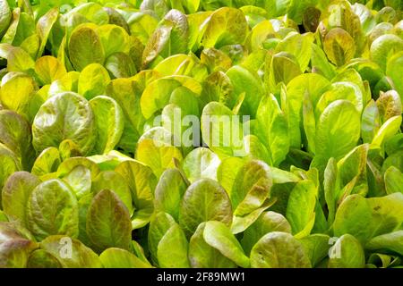 Young salad seedlings Stock Photo