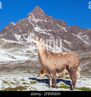 llama or lama on pastureland, Andes mountains, Peru Stock Photo