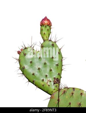 Close up of a heart shaped cactus leaf - possible concept for love of  hiking or thorny relationships Stock Photo - Alamy