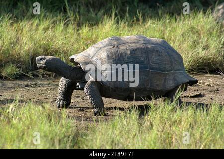 Galapagos giant tortoise walking on a path at Urbina Bay, Isabela Island, Galapagos, Ecuador Stock Photo