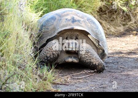 Galapagos giant tortoise at Urbina Bay, Isabela Island, Galapagos, Ecuador Stock Photo