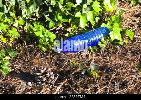 A blue plastic bottle dumped in the field next to an ivy plant and a pineapple Stock Photo