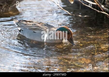 The Eurasian teal, common teal (Anas crecca) is a common and widespread duck which breeds in temperate Eurasia. Stock Photo