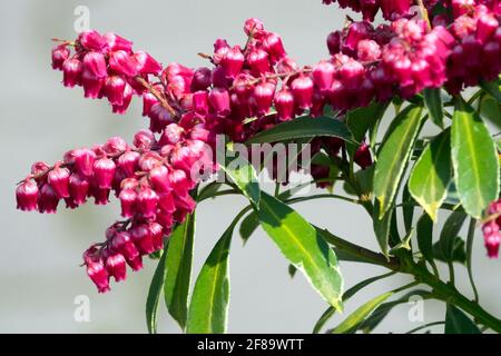 Japanese Pieris japonica 'Polar Passion' Japanese Andromeda Blooming Beauty Red Flower Blossoms Pieris japonica Leaves Branch Flowering Plant Spring Stock Photo