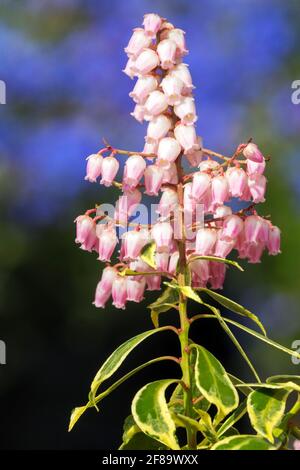 Pieris japonica Ralto Rose Stock Photo