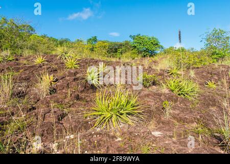 Sertao landscape - Macambira (Encholirium Spectabile) a type of bromelia endemic from Brazil in the countryside of Oeiras, Piaui (Northeast Brazil) Stock Photo