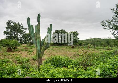 Caatinga landscape with a mandacaru (Cereus jamacaru), common cactus in the Brazilian Northeast Stock Photo