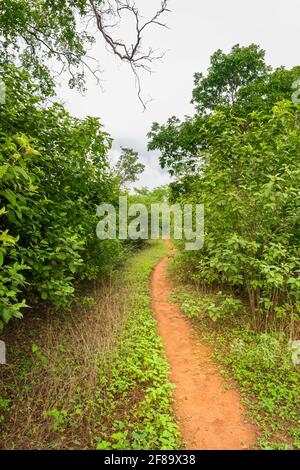 Hiking path in the caatinga forest in Oeiras, Piaui (Northeast Brazil) Stock Photo