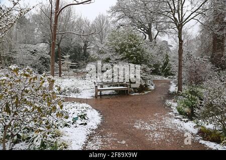 Early morning snow at Oakwood, RHS Garden Wisley, Woking, Surrey, England, Great Britain, United Kingdom, UK, Europe Stock Photo