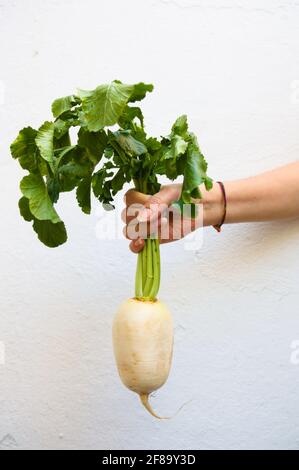Someone is holding a bunch of elongated white turnips with green leaves on a white background Stock Photo