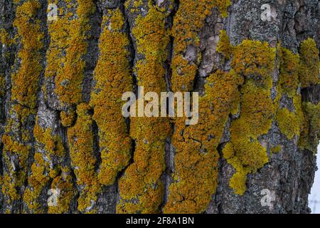 A bright yellow lichen has grown on the bark of the tree. Composite organism living on the bark of trees Stock Photo