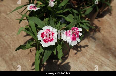 Overhead view of a Dianthus chinensis or rainbow pink plant with two flowers Stock Photo