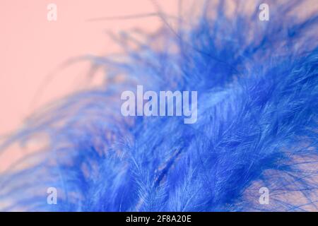 Closeup of beautiful blue ostrich feather on pink background Stock Photo