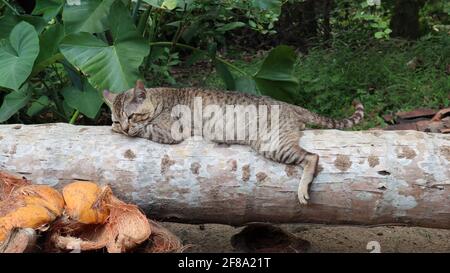 A cute striped brown male cat sleeping on a cut down coconut trunk,both foreground and background in focus Stock Photo