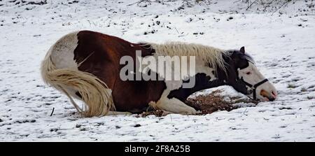 Brown-white horse trying to lay down on a meadow covered with snow Stock Photo