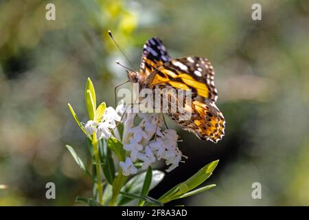 Painted Lady Butterfly feeding on flowers Stock Photo