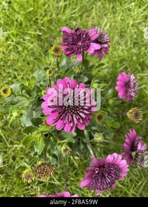 Top-view of purple Symphyotrichum novae-angliae flowers, the New ...