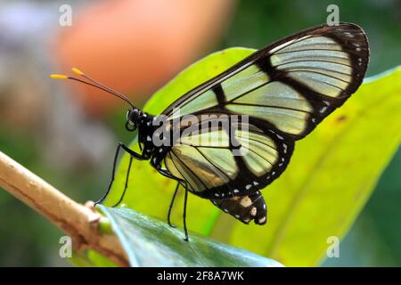 Glasswing butterfly on leaf in Mindo, Ecuador Stock Photo