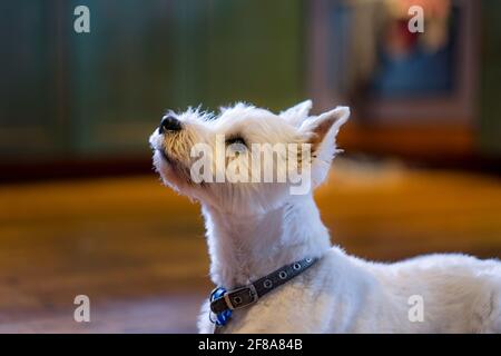 Westie west highland terrier dog in profile in kitchen looking up begging for food being cute Stock Photo