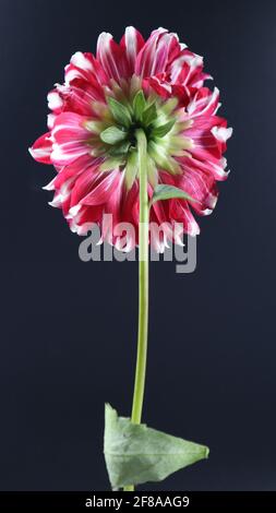Beautiful bouquet or group of different bright flowers isolated on dark background, Canna, Carnation, Chrysanthemum, Daffodil, Dahlia, Rose, Lily Stock Photo