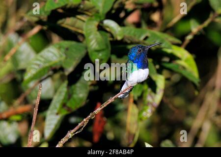 White-necked Jacobin hummingbird perched on a branch in Mindo, Ecuador, South America Stock Photo