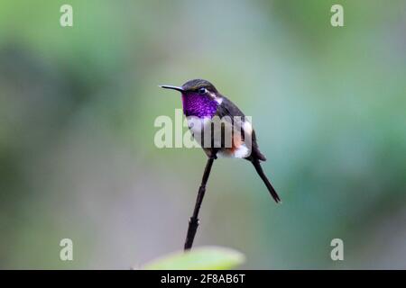 Purple-throated woodstar hummingbird perched on branch in Mindo, Ecuador, South America Stock Photo
