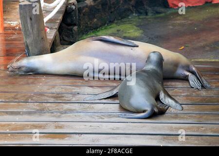 Baby Fur Seal Nursing from Mother Seal on Pier at Santa Cruz, Galapagos, Ecuador Stock Photo